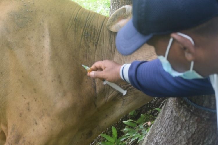 Ratusan ternak sapi di Kelurahan Tampuna, Kecamatan Lealea, Kota Baubau, Sulawesi Tenggara, diberikan suntikan vitamin dan antibiotic.