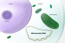 Mengapa Mitokondria dan Kloroplas disebut Organel Semiotonom