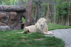 Mengenal Singa Putih, Raja Hutan dengan Warna Bulu yang Unik