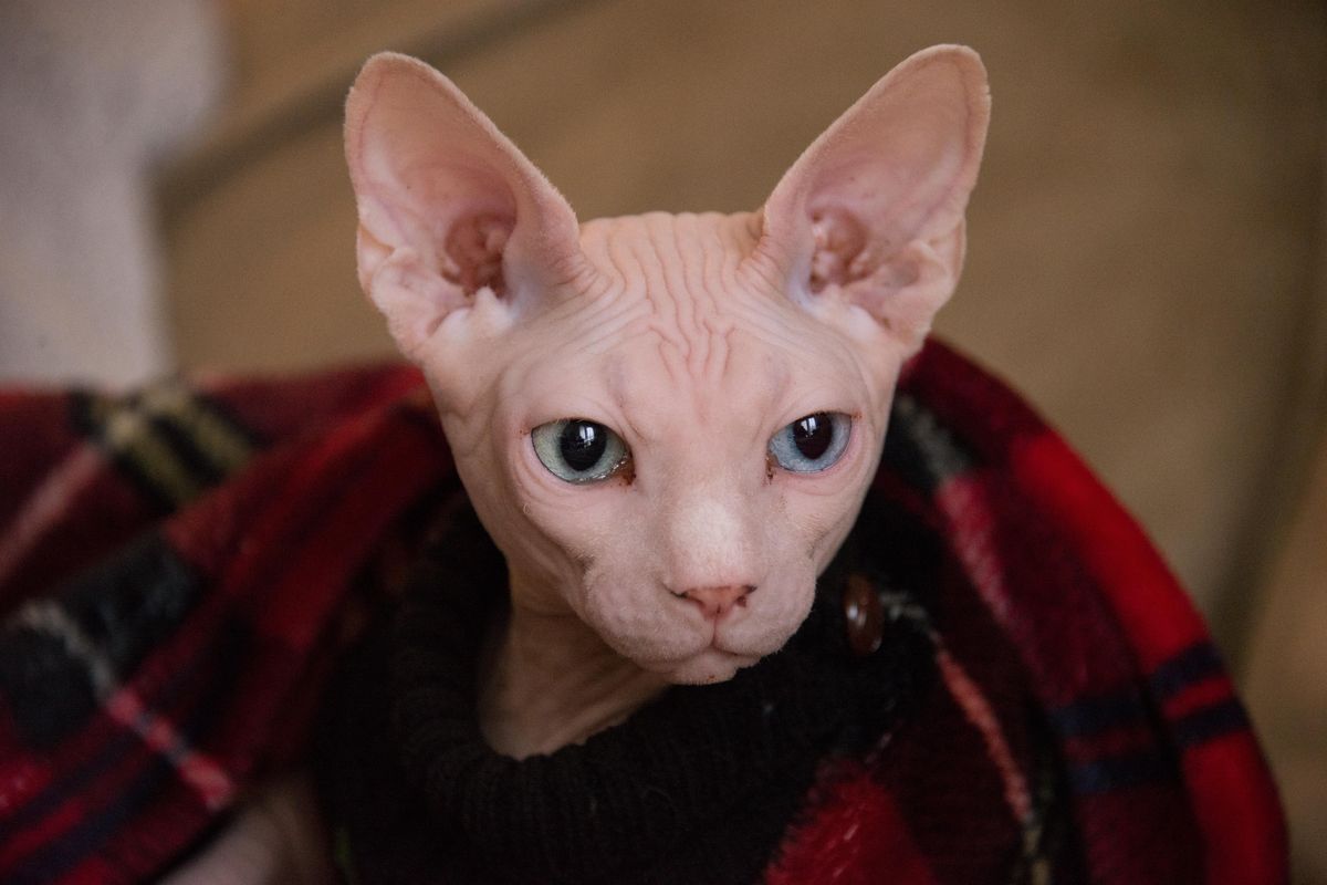 Ilustrasi kucing sphynx