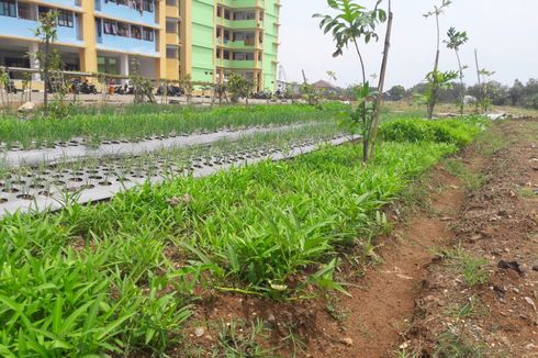 Bercocok Tanam dan Berbagi ala Petani Rusunawa Marunda