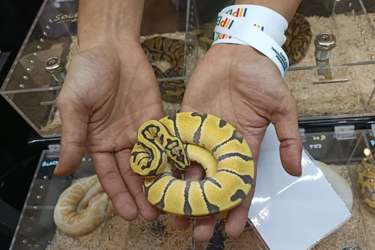 Salah satu ular sanca bola atau ball phyton yang berada di Indonesia International Pet Expo (IIPE) 2022 di ICE BSD, Kabupaten Tangerang, Sabtu (27/8/2022).