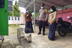 Warga Tangkap Buaya Sepanjang Satu Meter di Waduk Mrican Banjarnegara