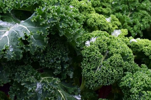 Cara Menanam Kale di Pot, Bisa Langsung Dipetik untuk Bikin Salad