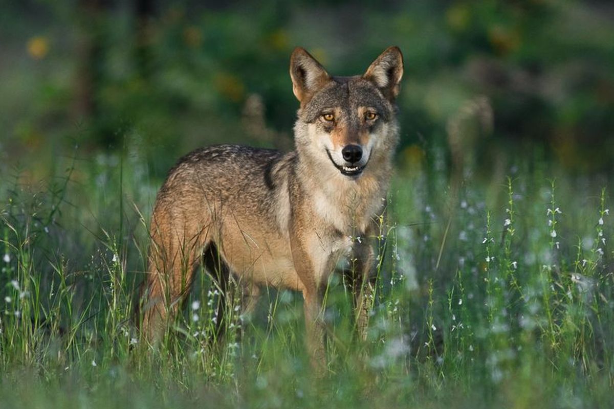Serigala India adalah spesies serigala paling terancam punah. Studi genom mengungkapkan juga bahwa serigala India memiliki garis keturunan paling kuno dari evolusioner serigala.