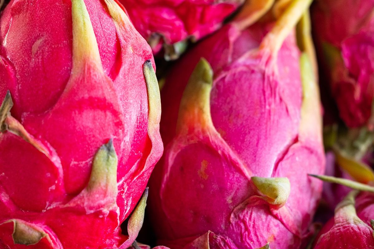 Ilustrasi buah naga. 