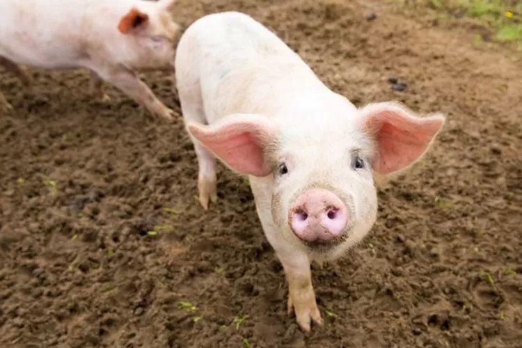 Babi yang dibiakkan untuk transplantasi telah mengalami perubahan gen (stok foto).

