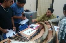 Ditangani Profesional, Harga Gading Gajah Buruan di Riau Ditaksir Rp 30 Juta per Kg