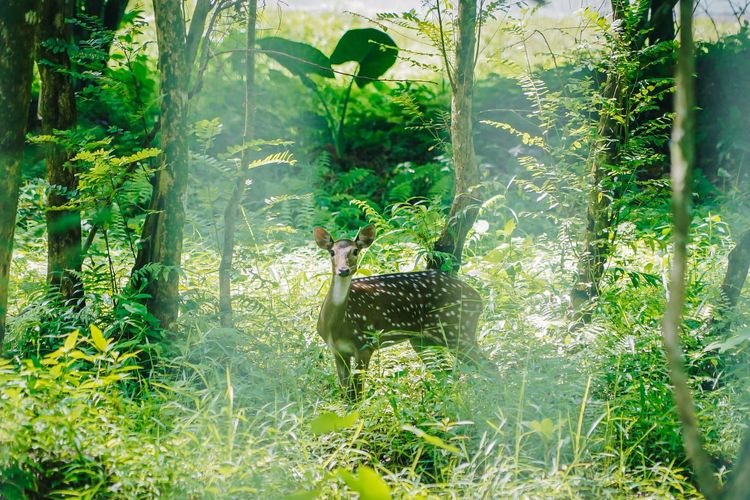 Sebanyak 15 rusa totol resmi dipindahkan ke Taman Cadika Medan, Rabu (9/10/2024).