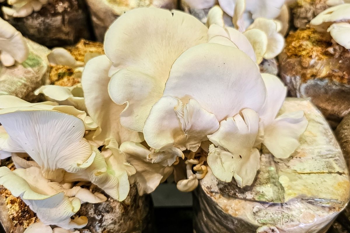 Ilustrasi jamur tiram, budidaya jamur tiram. 