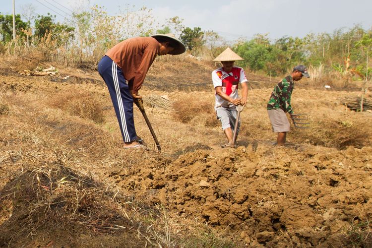 Warga menggarap ladang untuk menanam kencur di Desa Ridogalih, Kecamatan Cibarusah, Kabupaten Bekasi, Jawa Barat, Minggu (16/8/2015). Warga mengaku gagal panen padi akibat sungai untuk irigasi mengalami kekeringan sejak tiga bulan lalu. KOMPAS IMAGES/KRISTIANTO PURNOMO