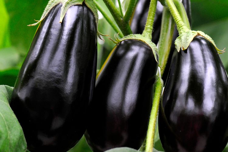 Ilustrasi tanaman terung, terong.