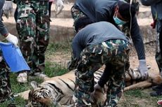 Seribu Petugas Dikerahkan untuk Memindahkan 130 Ekor Harimau   