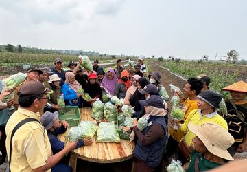 Pasok Sayuran Program MBG, Petani Transmigrasi Bangka Selatan Terjamin