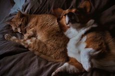 9 Ras Kucing yang Cocok Dipelihara Bersama Anjing