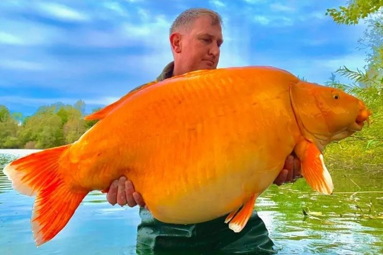 Ikan mas raksasa seberat 30 kg berhasil ditangkap pemancing di Danau Perancis, disebut sebagai salah satu ikan mas terbesar di dunia.
