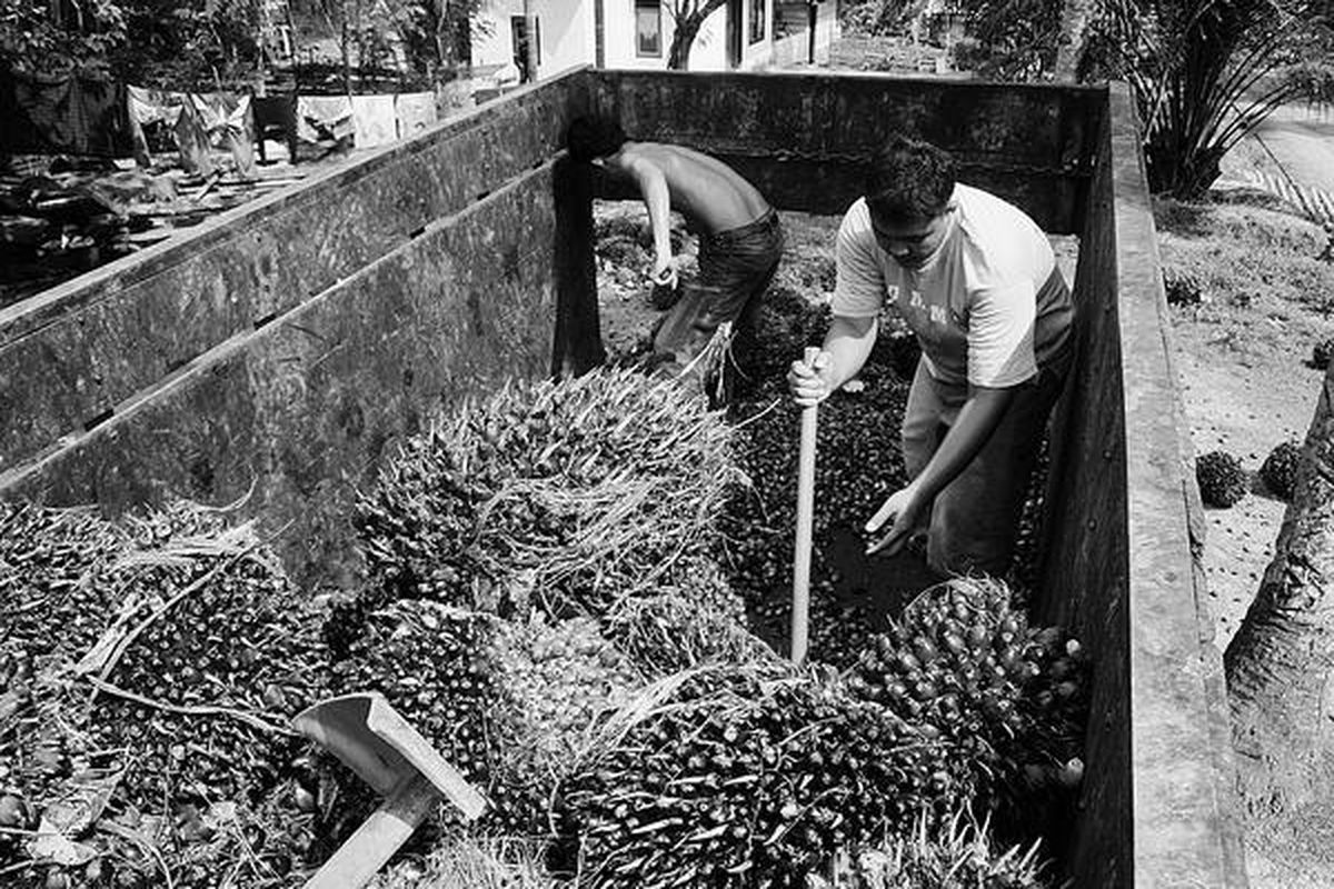 Dua pekerja menurunkan kelapa sawit dari truk di Sungai Lilin, Kabupaten Musi Banyuasin, Sumsel, Kamis (13/11). Harga tandan buah segar (TBS) kelapa sawit di tingkat petani di Sumsel anjlok menjadi Rp 500 per kilogram.  