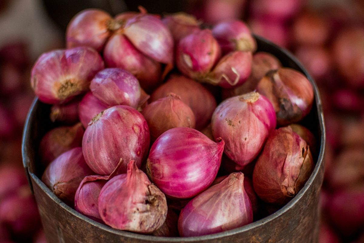 Ilustrasi bawang merah.