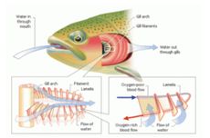 Fungsi dan Cara Kerja Organ Pernapasan Ikan