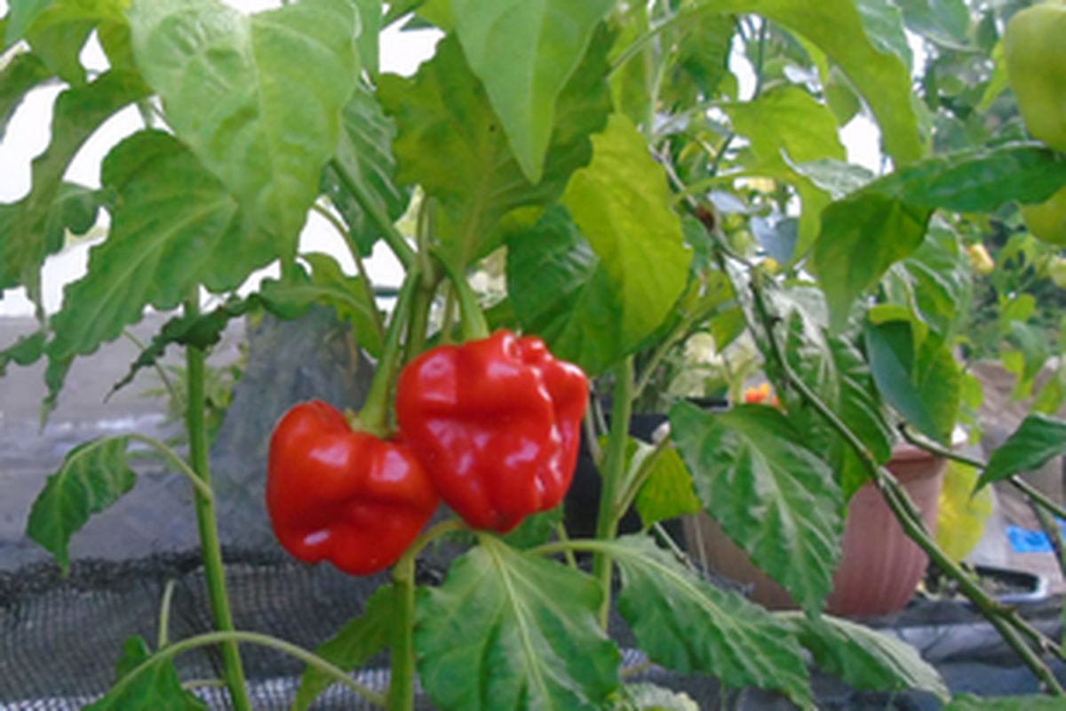 Tanaman Cabai Katokkon