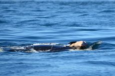 Foto Memilukan Tampilkan Induk Orca yang Tak Rela Anaknya Mati