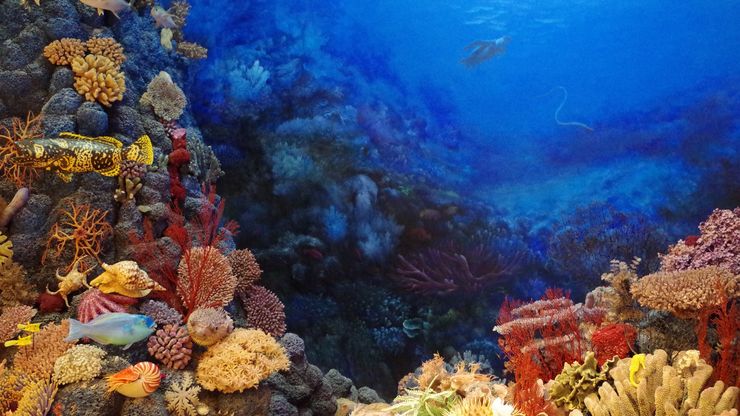 Fungsi Terumbu Karang bagi Kehidupan Laut: Pilar Keseimbangan Ekosistem