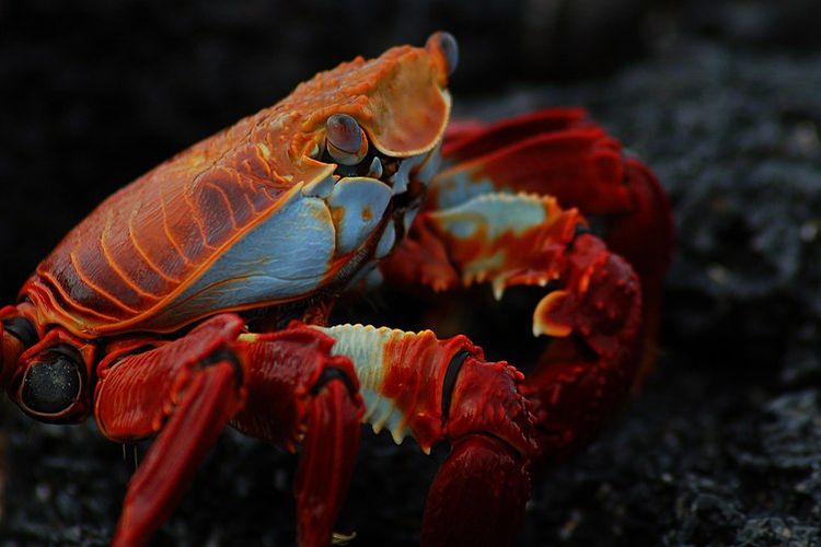 Kepiting adalah Crustacea dari kelas Malacostraca