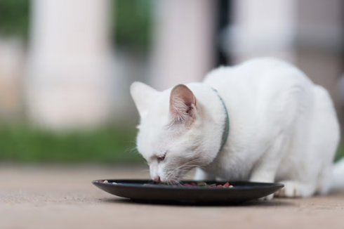 7 Alasan Mengapa Kucing Selalu Lapar