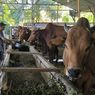 Pemotongan Sapi Betina Produktif Marak di Pamekasan, Peternak Resah