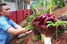 Bunga Bangkai Bermekaran Dalam Halaman Sekolah di Cianjur