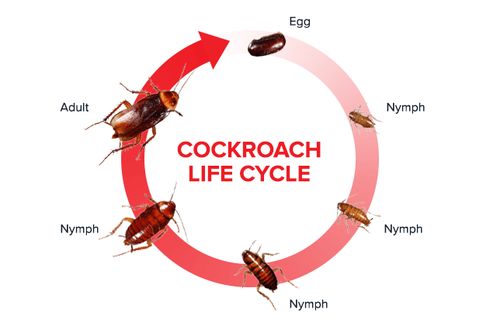 Mengenal Daur Hidup Kecoa