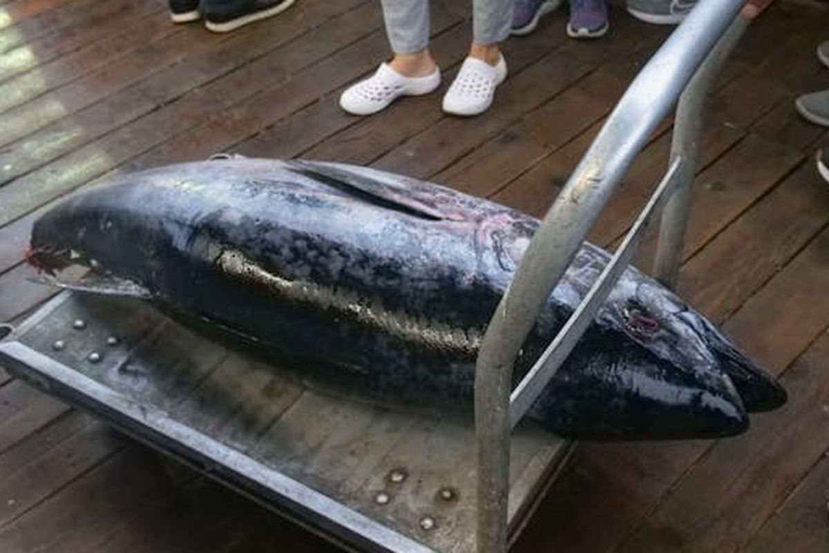 Ilustrasi ikan Tuna