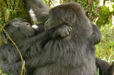 Ilmuwan Temukan Gorila Betina Berperilaku seperti Lesbian di Rwanda