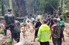 Dua WNA Tewas Tertimpa Pohon Tumbang di Monkey Forest Ubud