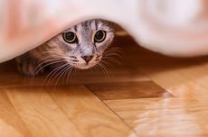 4 Alasan Kucing Suka Bersembunyi 