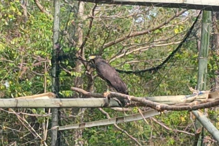 Seekor burung Elang Ular Bido di kandang habituas saat pelepasliaran di.Suaka Margasatwa Cikepuh, Ciracap, Sukabumi, Jawa.Barat, Kamis (17/8/2017).