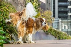 Mengapa Anjing Suka Mengangkat Satu Kakinya Saat Buang Air Kecil?