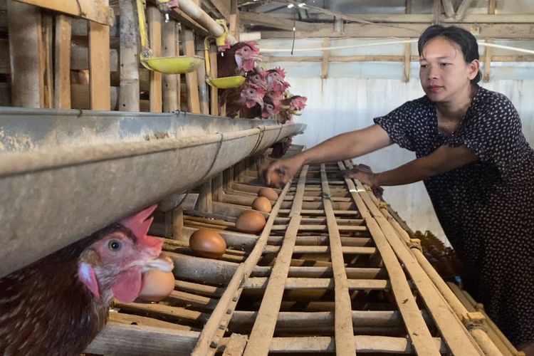 Sempat Naik, Harga Telur di Kota Batu Anjlok Jadi Rp19.300