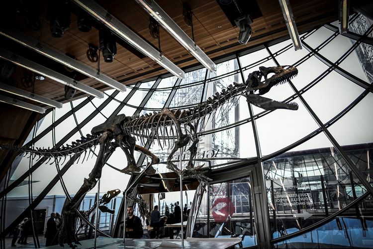 Kerangka dinosaurus karnivora yang tak dikenal ini disebut sebagai satu-satunya yang pernah ditemukan. Kerangka dinosaurus tersebut dipamerkan di Menara Eiffel, Paris dan telah terjual seharga lebih dari Rp 31 miliar dalam lelang.