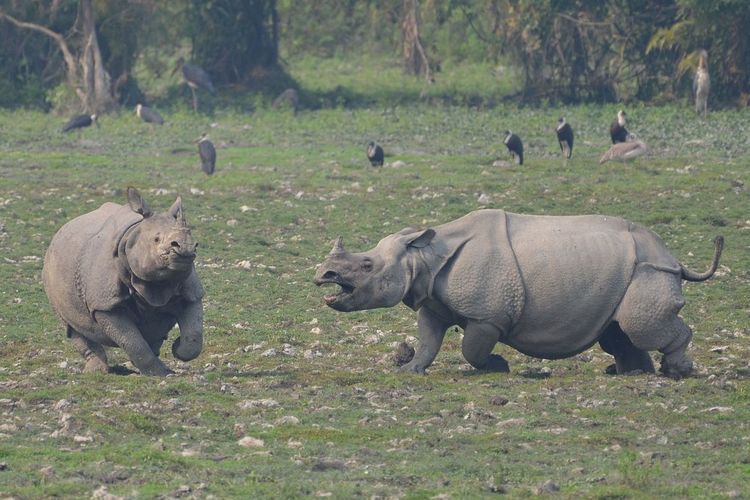 Badak bercula satu di Taman Nasional Kaziranga. Banjir di India telah menewaskan delapan badak langka ini, serta mengancam hewan liar lain di kawasan konservasi ini.