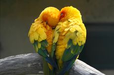 Mengenal 9 Spesies Burung Lovebird
