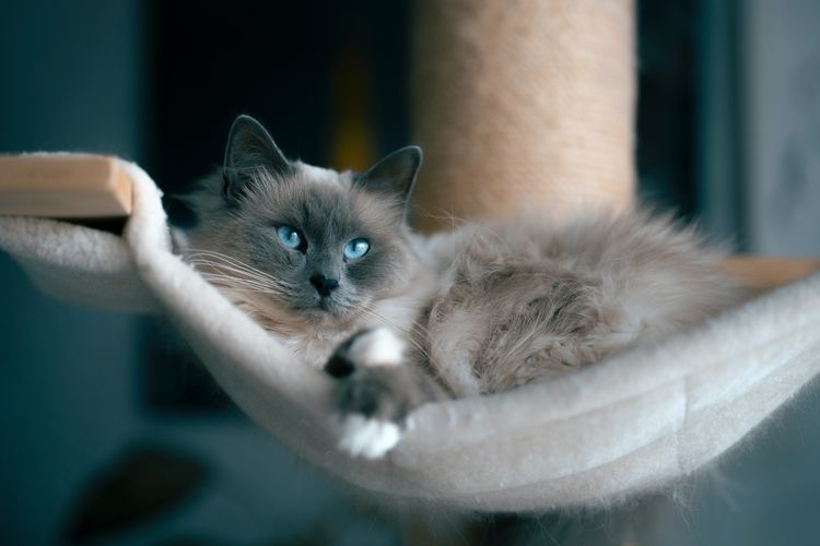 10 Ras Kucing Paling Tenang, Cocok untuk Rumah Mungil