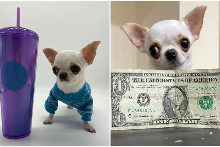 Pearl, anjing terpendek di dunia