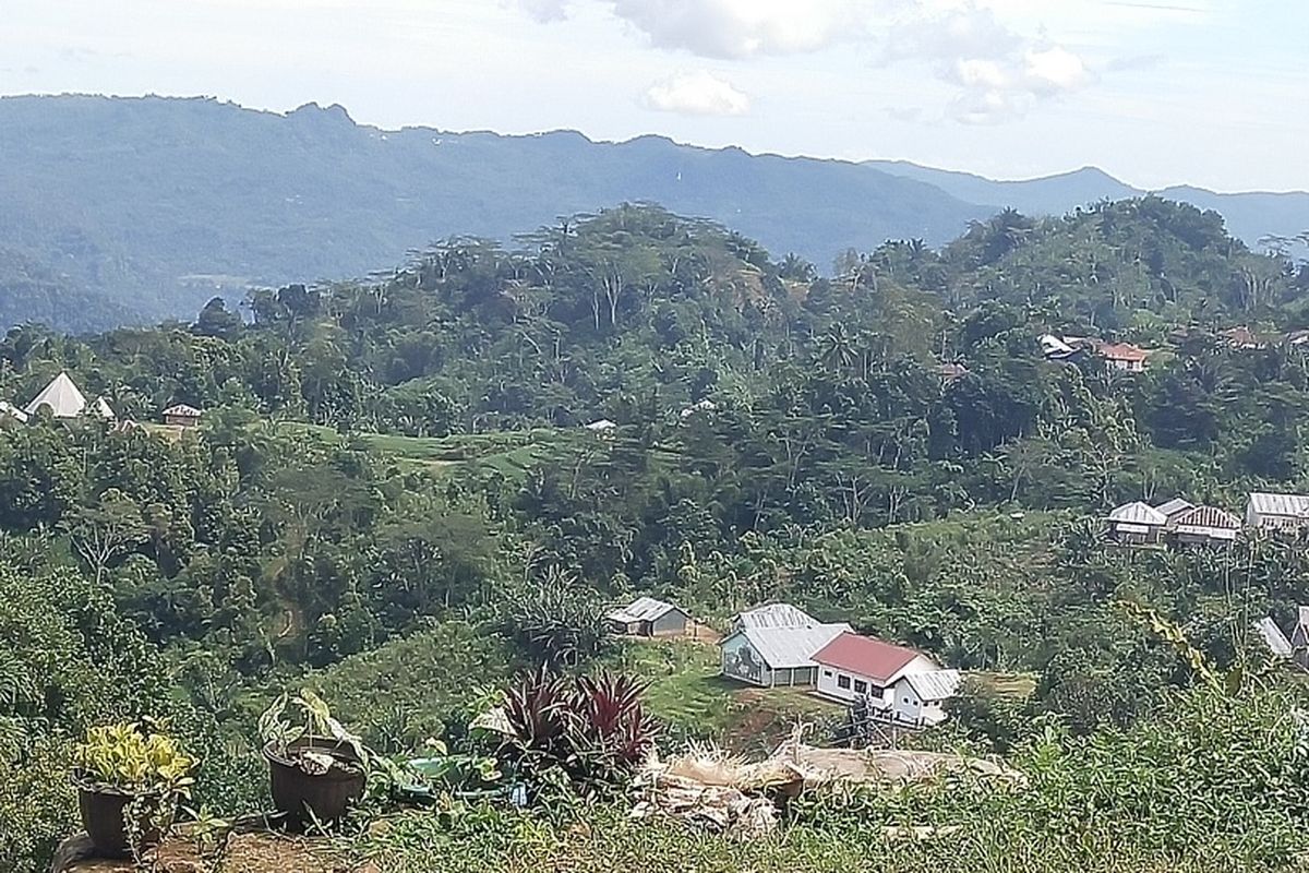 Kawasan Hutan Pohon Aren atau Enau di Lembah Kolang di Flores Barat, Nusa Tenggara Timur sebagai salah satu daya tarik wisatawan untuk mempelajari kearifan lokal tentang manfaat Pohon Aren bagi kehidupan manusia dan alam semesta serta makhluk lainnya, Rabu, (30/3/2022). (KOMPAS.com/MARKUS MAKUR)