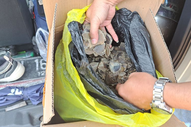 Pemuda berinisial AR ditangkap di Kalimantan Tengah karena menjual sisik dan kuku trenggiling. 