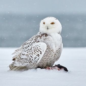 Ilustrasi burung hantu putih snowy owl. 