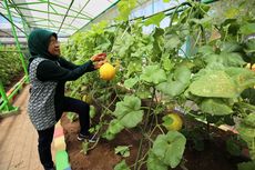 Mini Agrowisata, Primadona Wisata Edukasi Pertanian di Surabaya