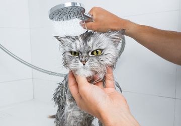 5 Penyebab Kucing Takut Air