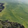 Pencemaran Air akibat Blooming Algae