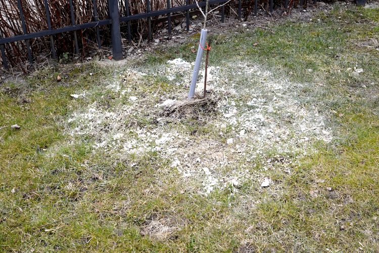 Ilustrasi penggunaan kapur dolomit untuk menyuburkan tanah dan tanaman.